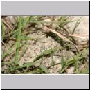 Mellinus arvensis - Kotwespe w39 Nest im Lehmhuegel.jpg